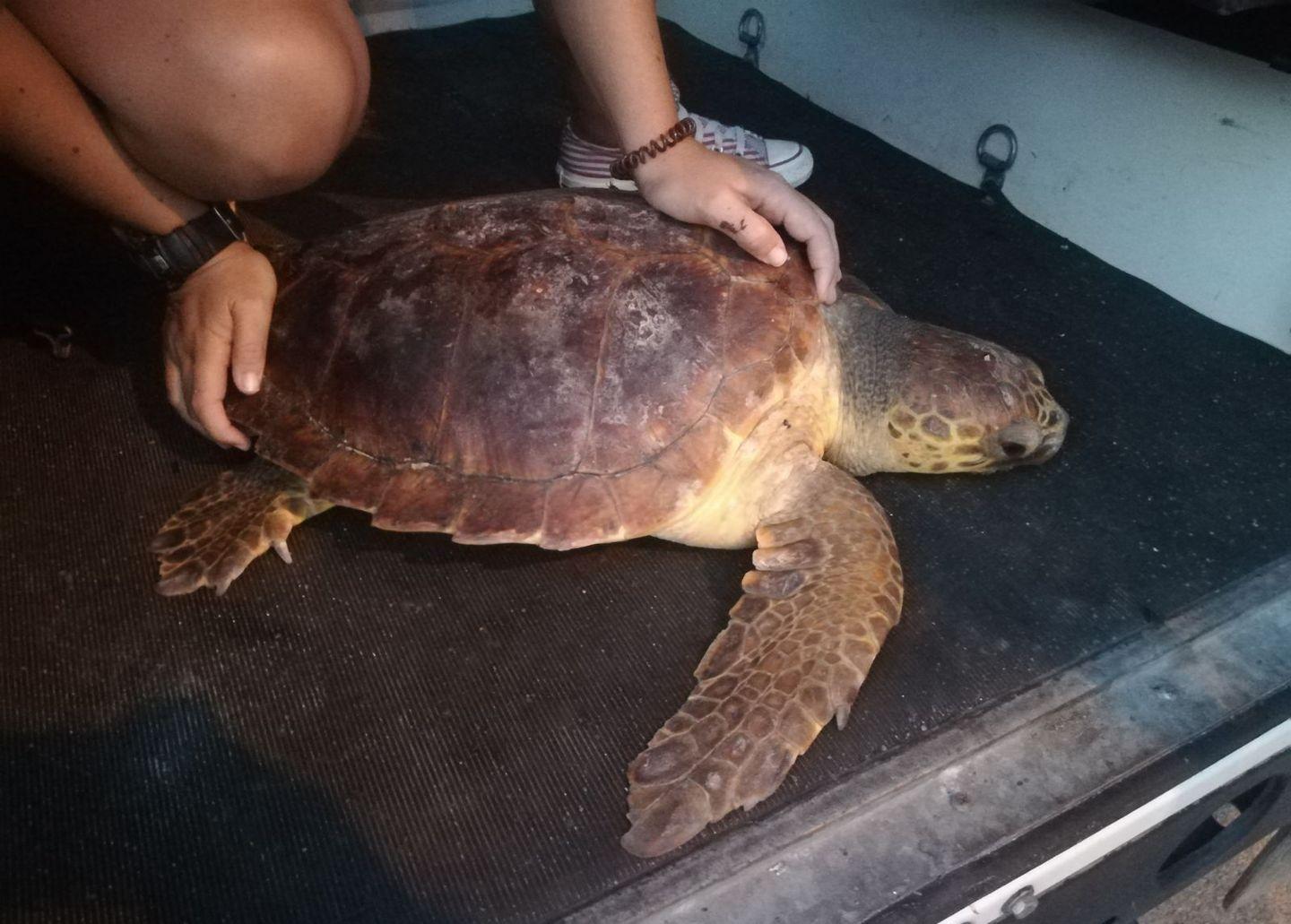 Tartaruga salvata dalla Capitaneria