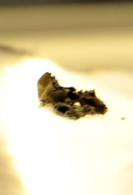 Ecco l’acino nuragico del 1200 A.C.