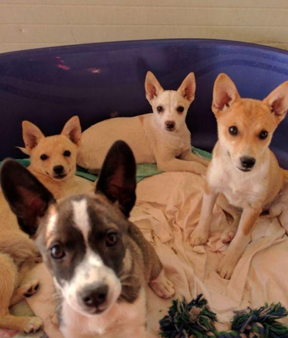Trovati 5 cuccioli ai giardini, sono in cerca di famiglia 