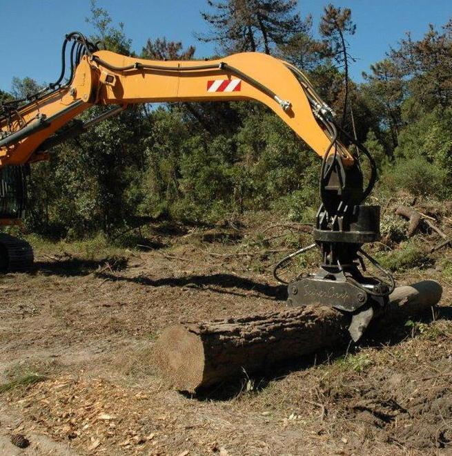 Riforestazione nell’estate 2018: il Comune bussa alla Regione 