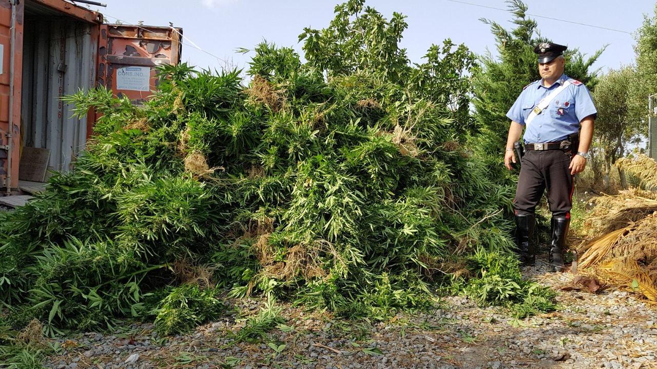 Le piante di cannabis sequestrate a Selargius (foto Mario Rosas)