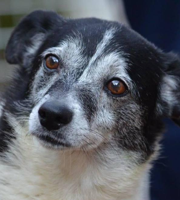 E c’è una casa per animali disabili
