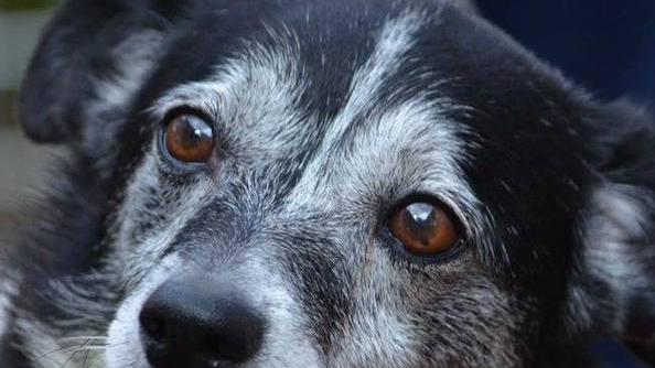 E c’è una casa per animali disabili