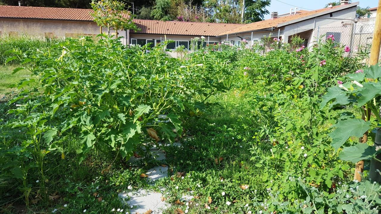 Il giardino invaso dalle erbacce