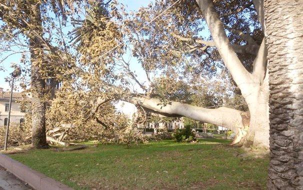L'albero crollato a Arborea