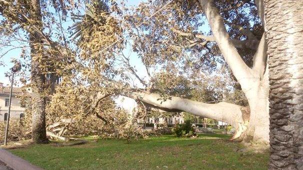 L'albero crollato a Arborea