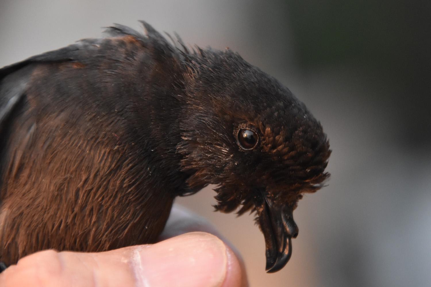 L'Uccello delle tempeste (foto di Acquario dell'Elba)