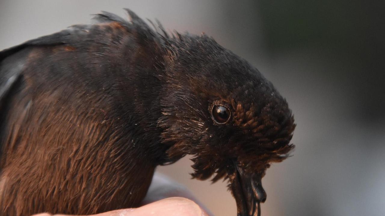 L'Uccello delle tempeste (foto di Acquario dell'Elba)