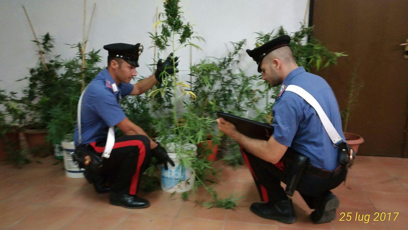 San Basilio, serra di cannabis in una stanza: allevatore in cella