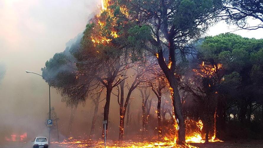 Volontari formati e pulizia «Così si può salvare la pineta»