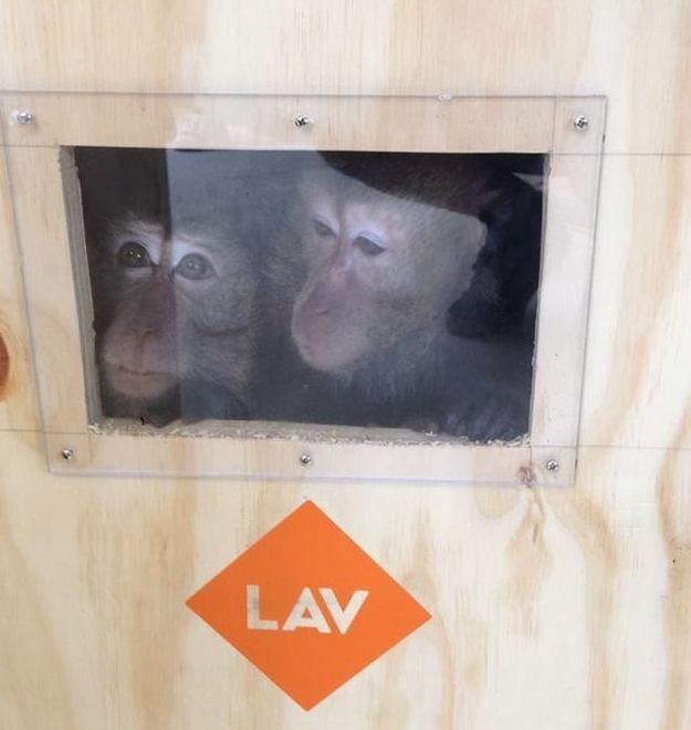 Liberi i macachi dell’Università di Padova: ora Lav li affida ad un centro in Maremma