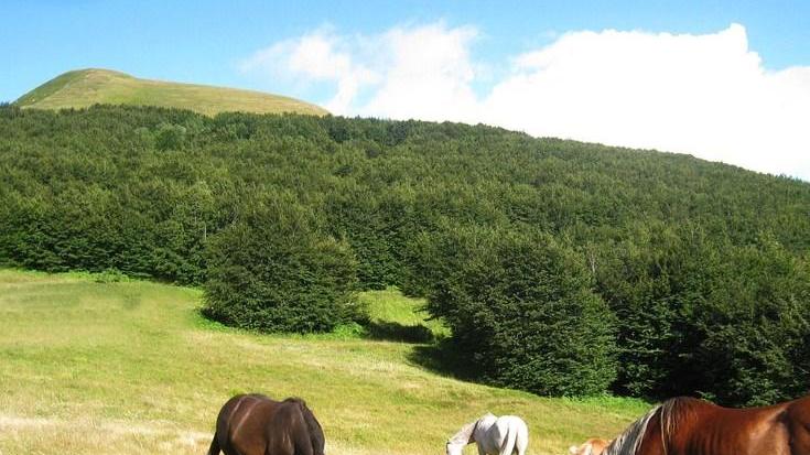 Parco, confermato Giovanelli