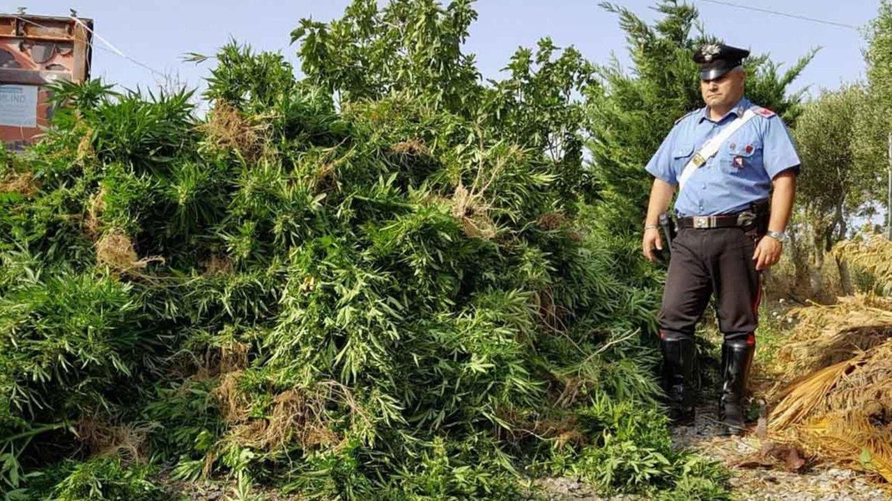 Marijuana, una piantagione in villa 