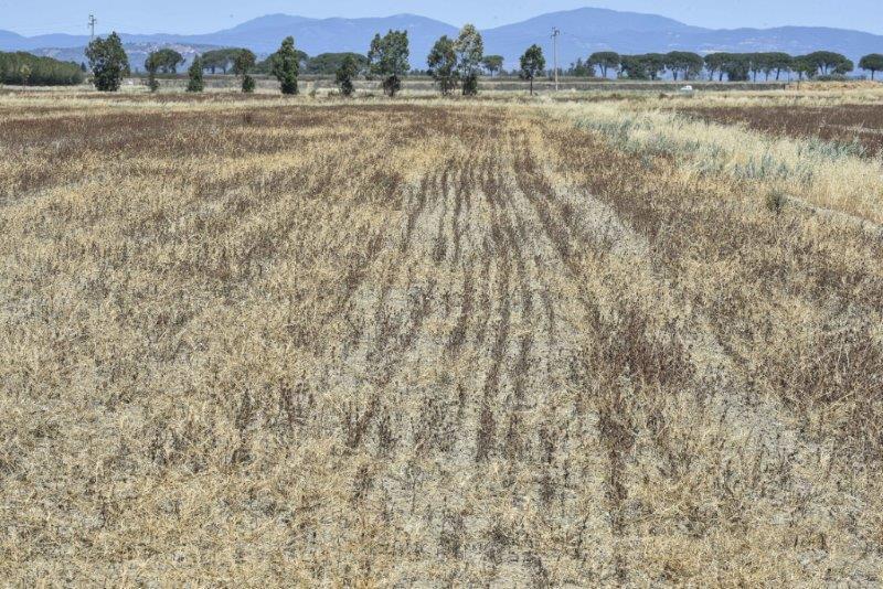 Siccità: allarme agricoltura, l'appello di Coldiretti