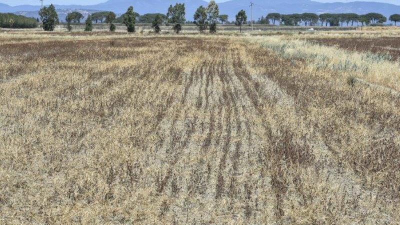 Siccità: allarme agricoltura, l'appello di Coldiretti