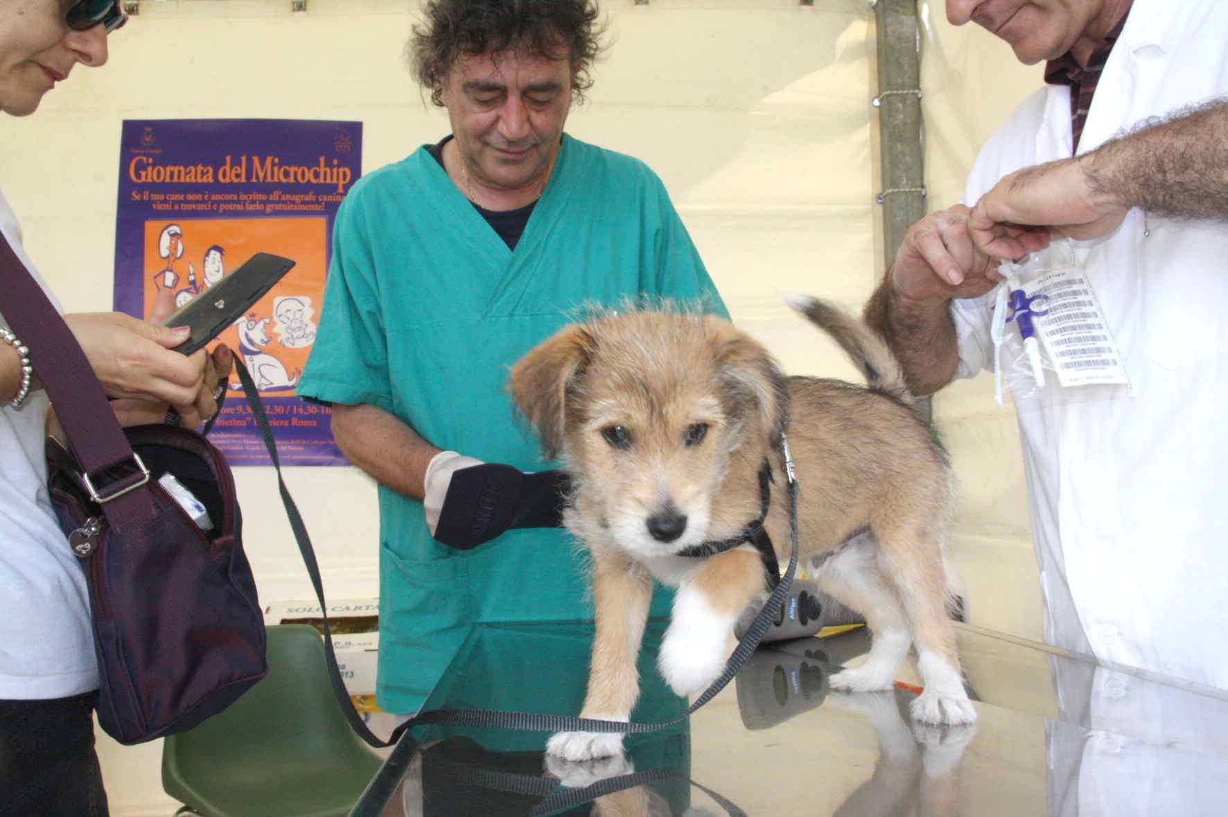 Un veterinario mette il microchip a un cane