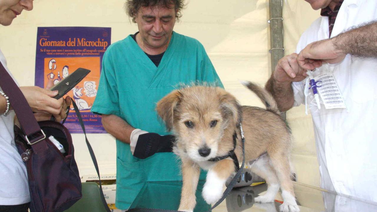 Un veterinario mette il microchip a un cane
