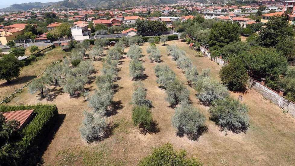 Allarme di Italia Nostra: un nuovo parcheggio nell’uliveto del Pascoli