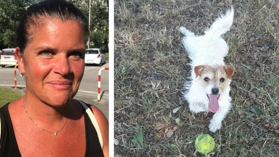 Viareggio, "Dall’incontro col pitbull mia figlia non dorme"