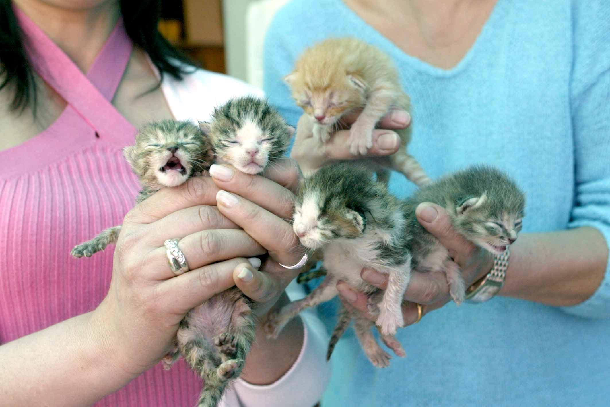 Allarme per i gatti abbandonati: in un anno 1.618 accolti al Canile 