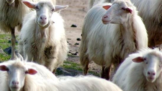 Campagne in crisi, vertice in Regione