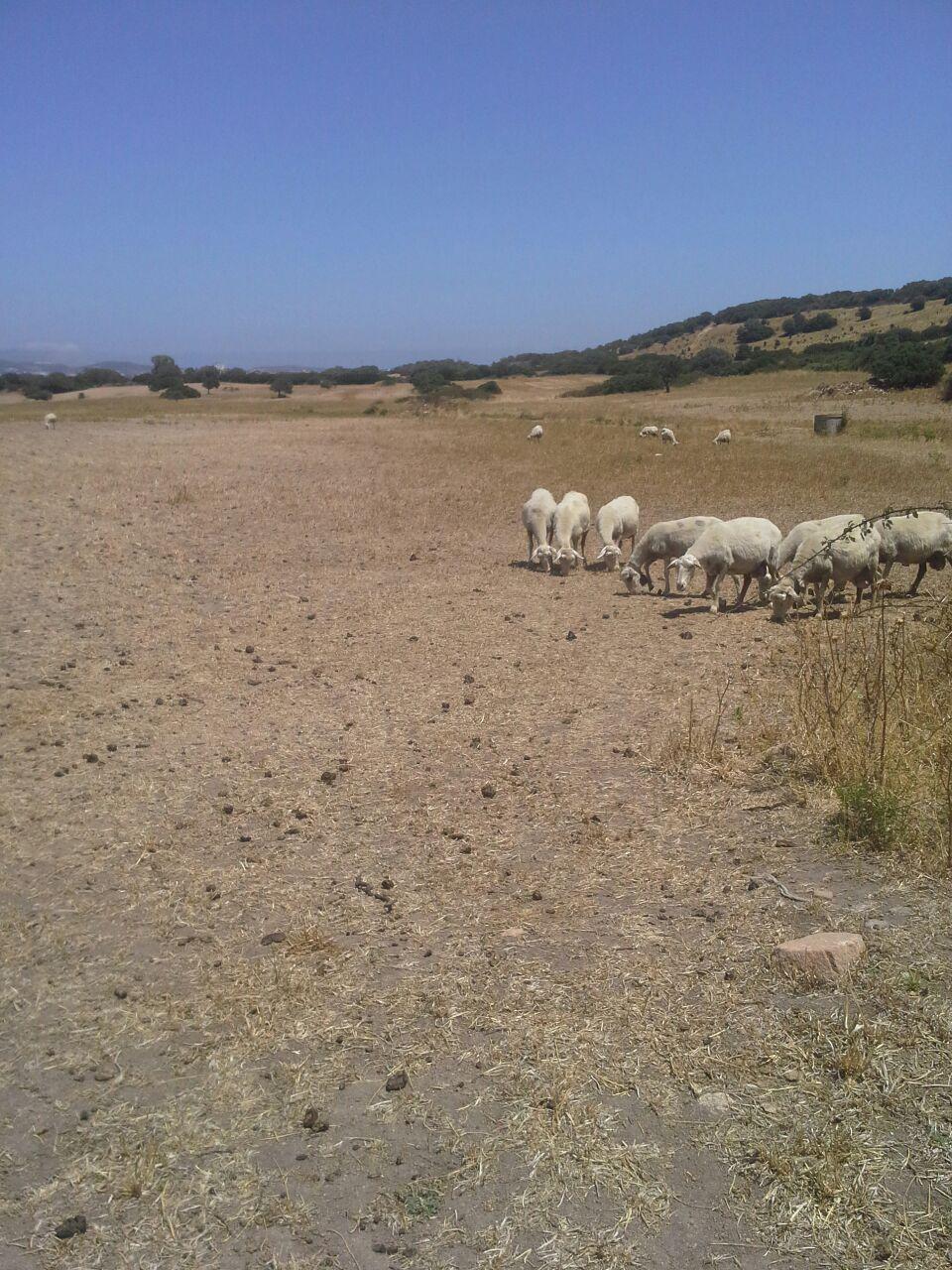 Allarme caldo anche per gli animali: in calo la produzione di latte