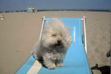 Divieto cani in spiaggia, pronta la petizione