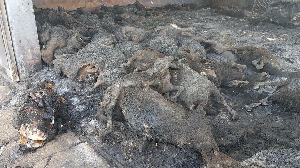 Sardegna nella morsa degli incendi: boschi distrutti e strage di animali 