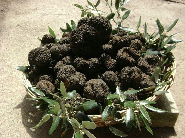 Legge sul tartufo, rinvii e polemiche 