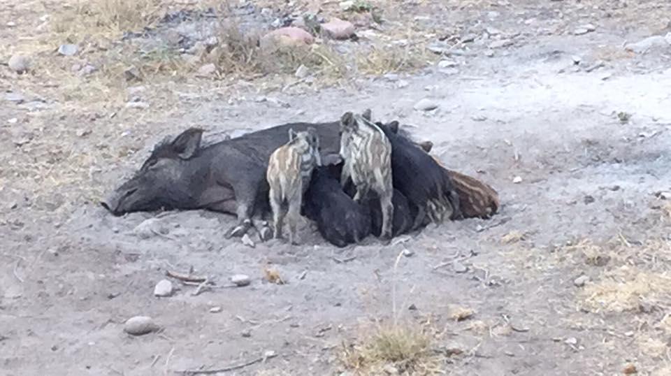 Mamma cinghiale che allatta i suoi cucciolini sotto il ponte di Calignaia