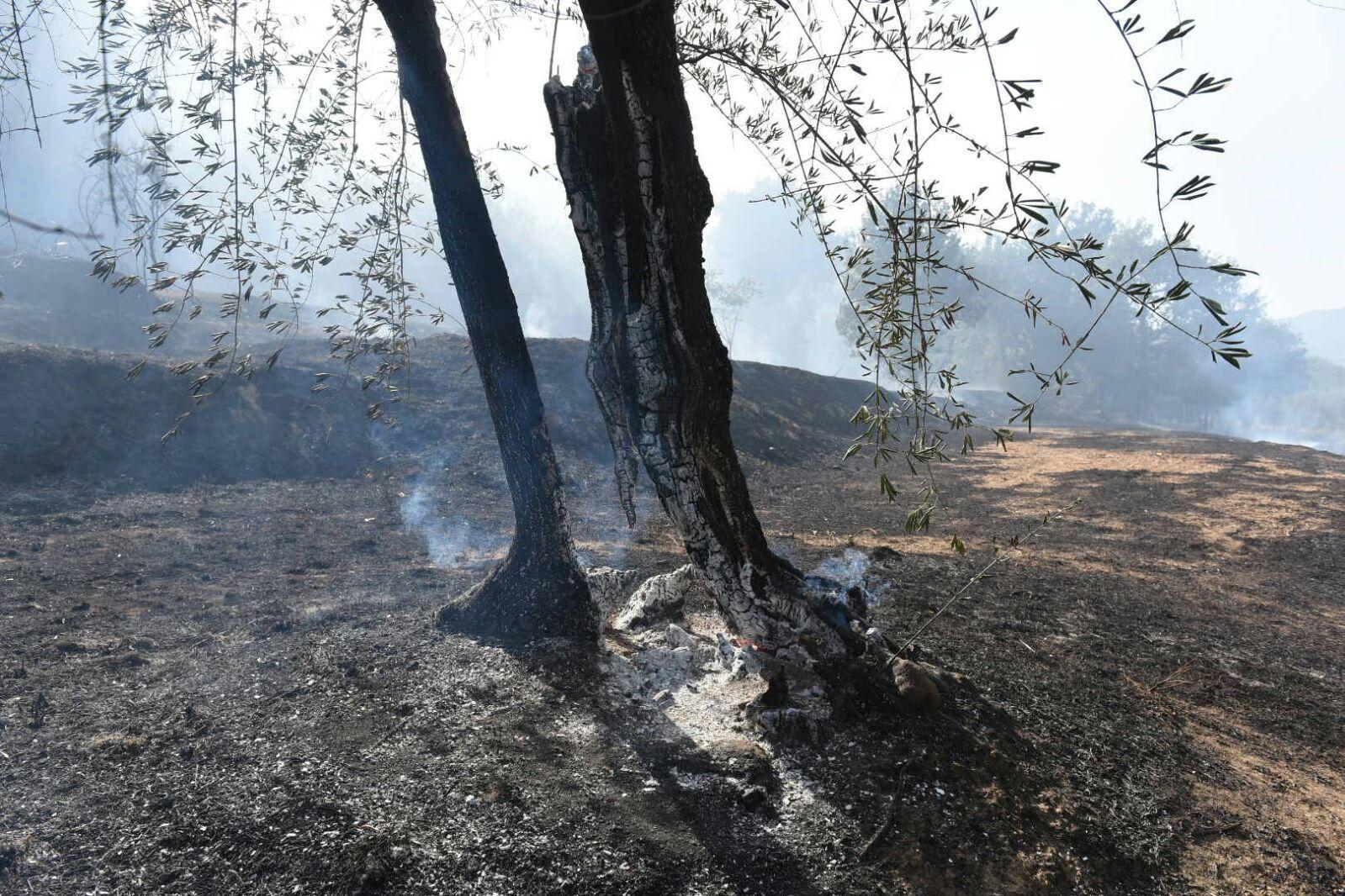 L'incendio che ha interessato il Comune di Montecarlo (Foto Sernacchioli)