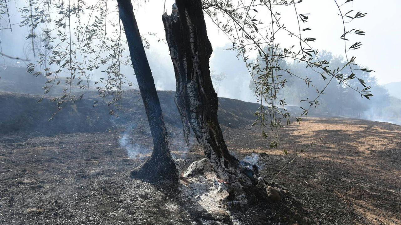 L'incendio che ha interessato il Comune di Montecarlo (Foto Sernacchioli)