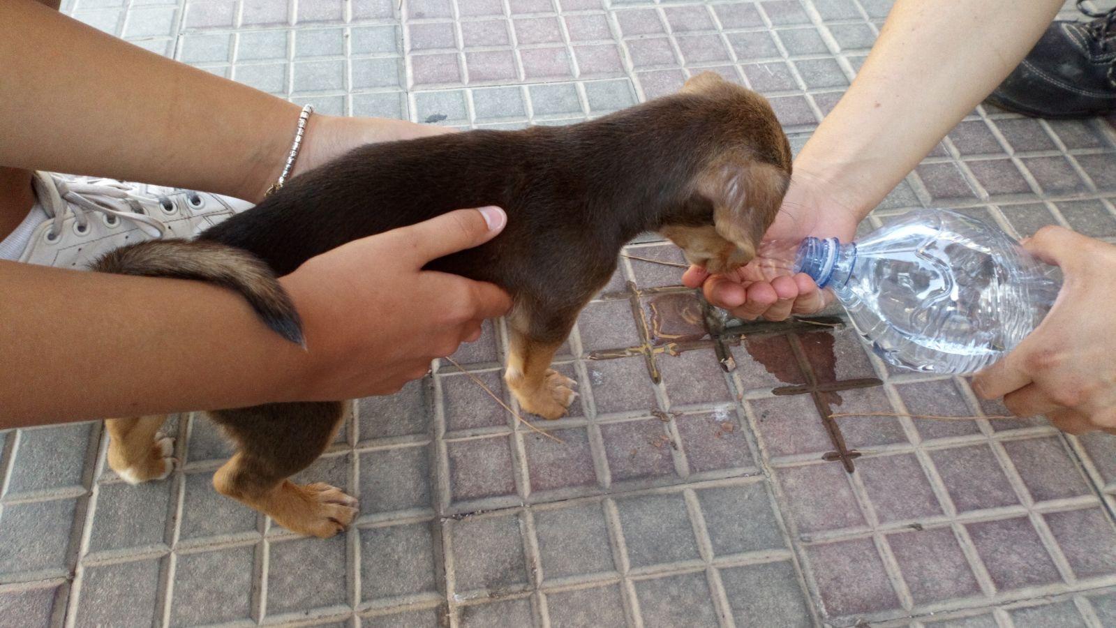Il cagnolino rifocillato dagli agenti
