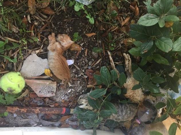 San Gavino, gatti avvelenati nella colonia 