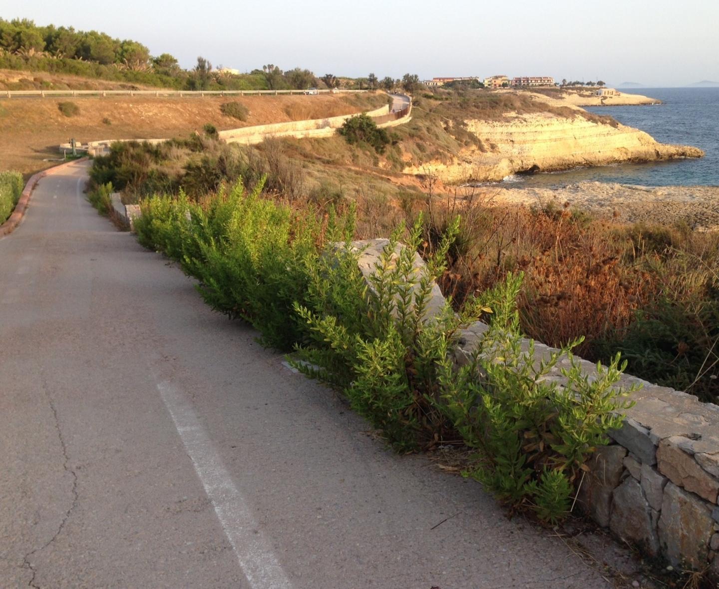 Pista ciclabile dimenticata Niente lavori, solo erbacce 