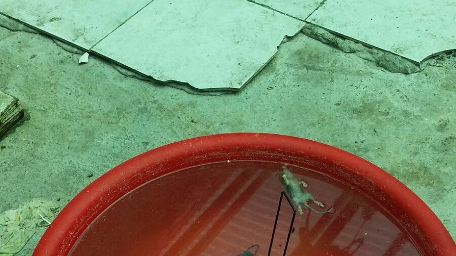 Un topo morto dentro una bacinella d'acqua nei locali del paninaro cinese