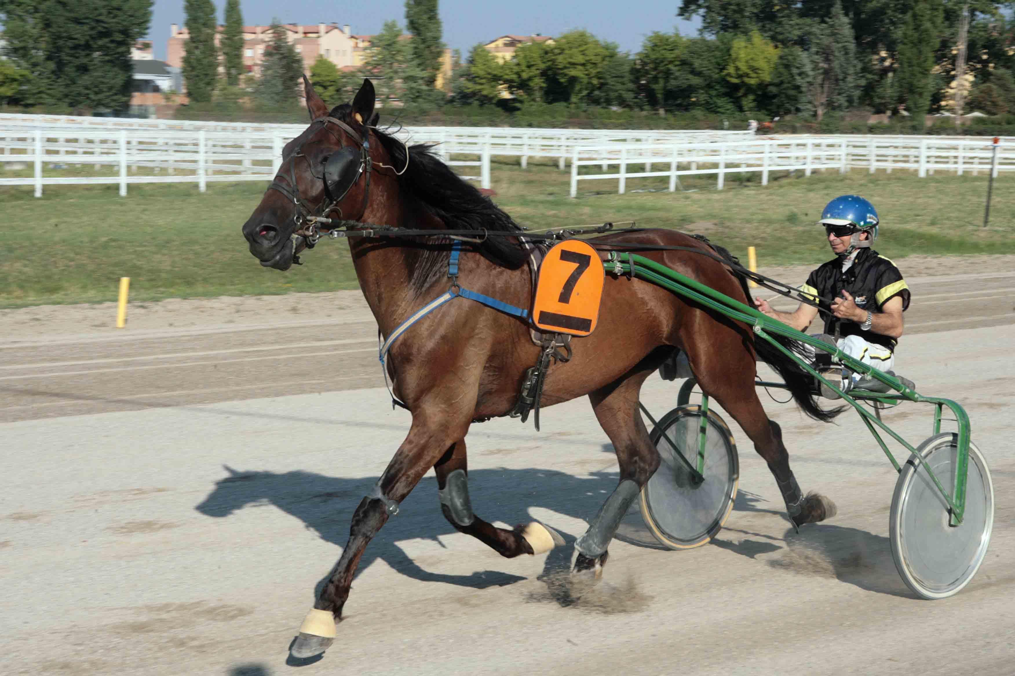 Gara di trotto all'ippodromo