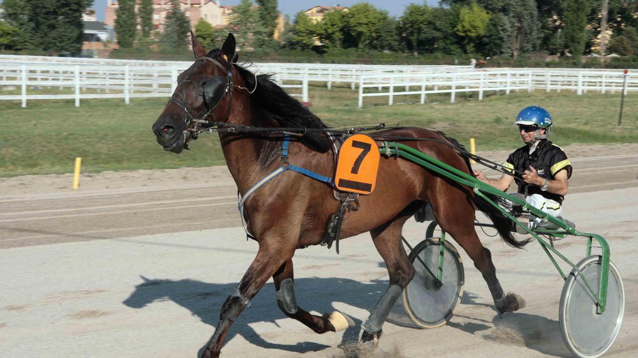 Gara di trotto all'ippodromo