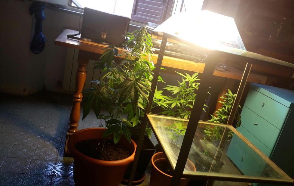 Marijuana in casa, denunciato 
