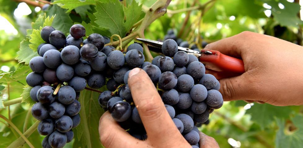 Vendemmia, produzione cala dal 10 al 30% 
