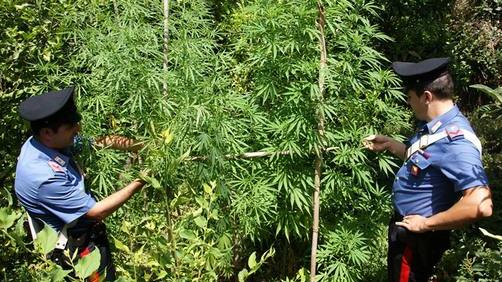 Netturbino coltiva mille piante cannabis