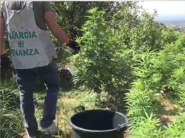 Ha trenta piante di marijuana: arrestato 
