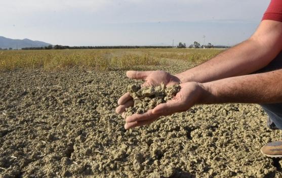 «Agricoltura, cali del 20% per latte e vino» 