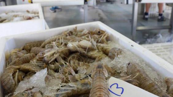 Fermo pesca sì, ma il pesce fresco si trova