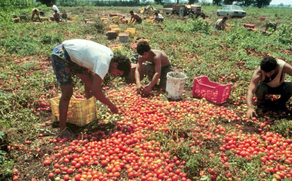 Pomodoro più vicino all’etichetta 