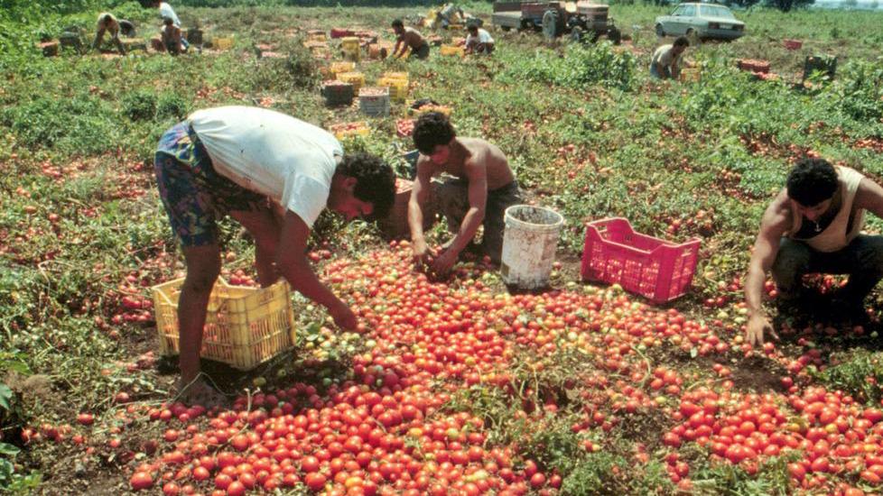 Pomodoro più vicino all’etichetta