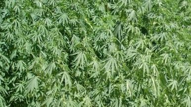 Coltivava marijuana: denunciato