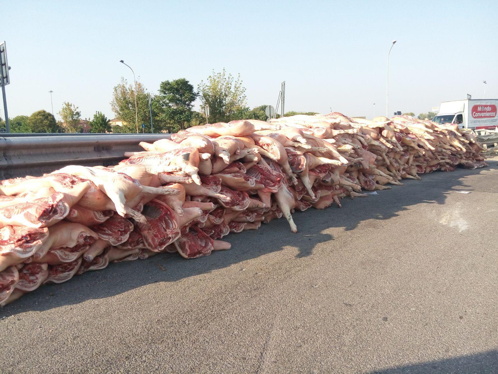 Modena Nord, si ribalta Tir con carcasse di maiali 