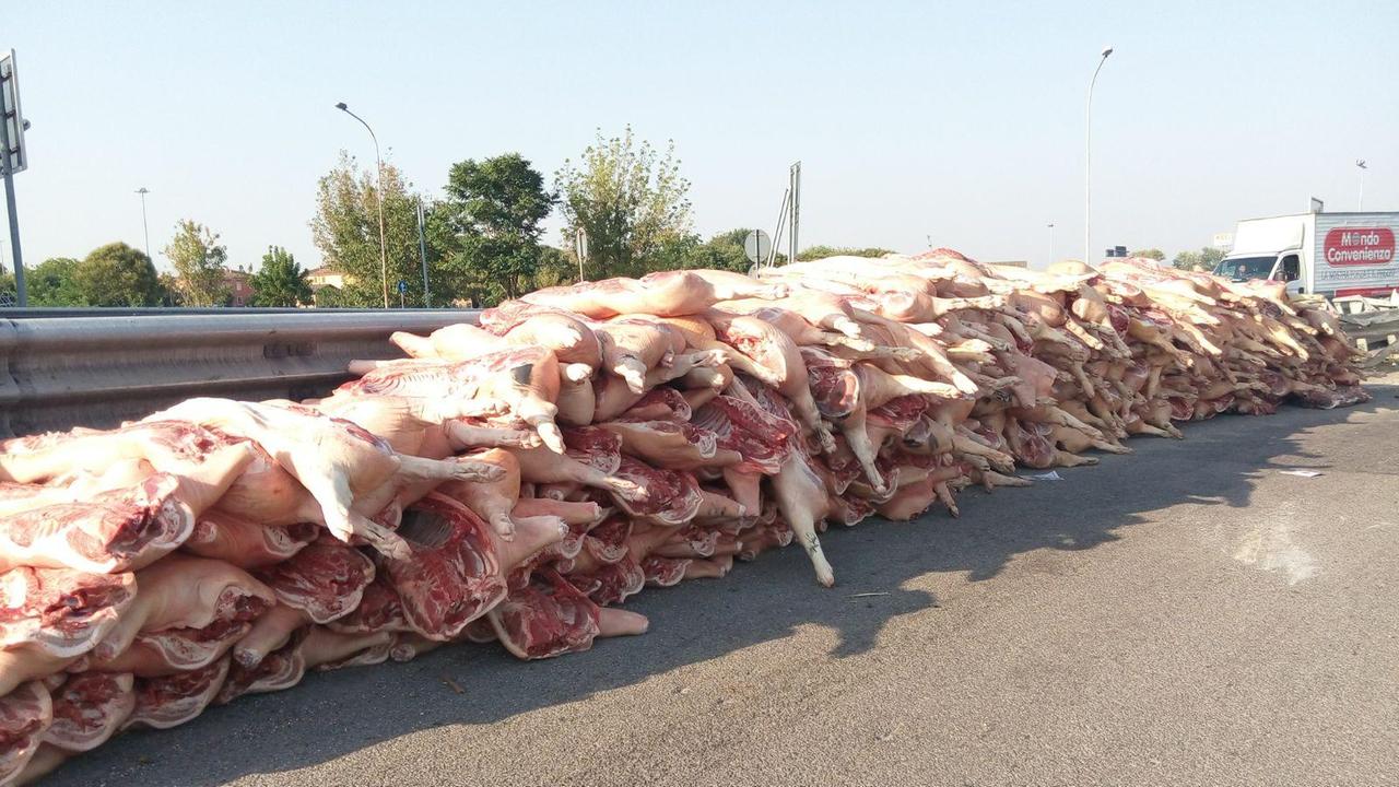 Modena Nord, si ribalta Tir con carcasse di maiali