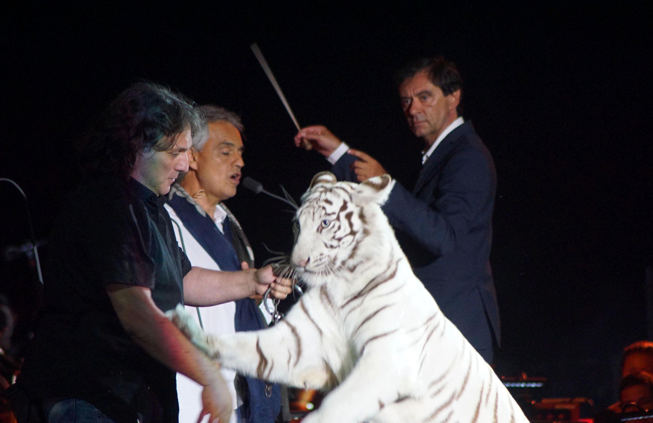 La tigre sul palco mentre canta Andrea Bocelli (foto Franco Silvi)